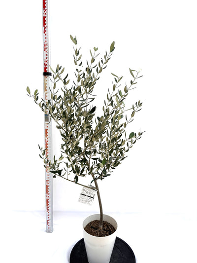 NEWマンザニロ（オリーブの木）｜Sサイズ｜NO.10721｜約125cm｜ 人気・大実・初心者向き