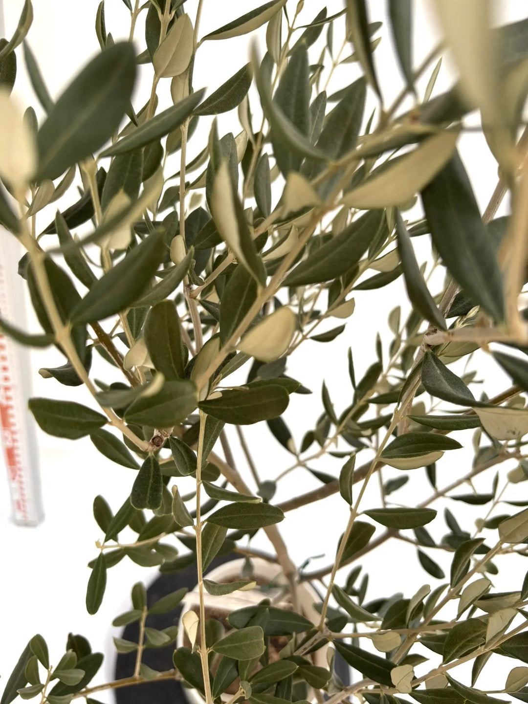 NEWマンザニロ（オリーブの木）｜Sサイズ｜NO.10721｜約125cm｜ 人気