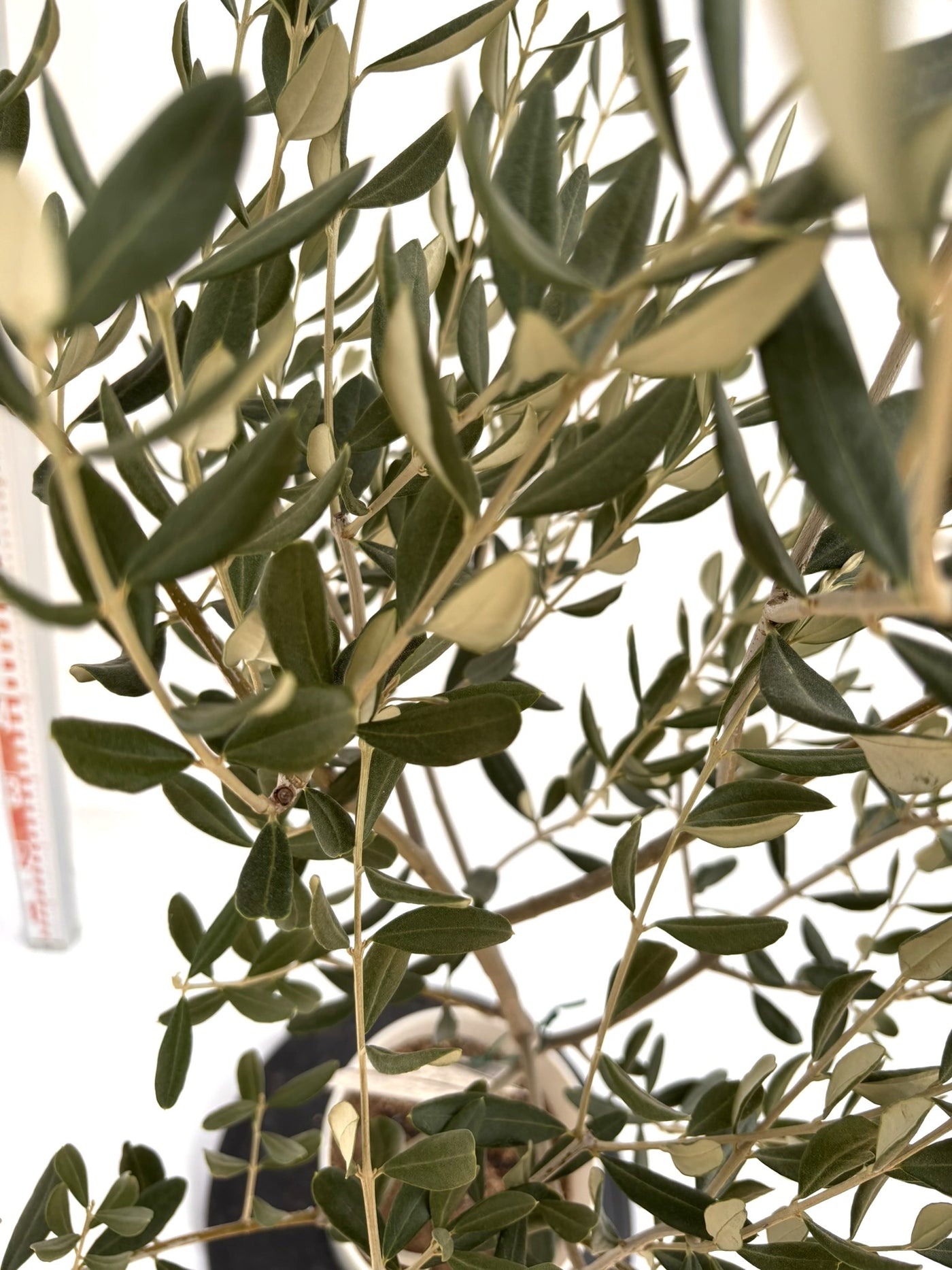 NEWマンザニロ（オリーブの木）｜Sサイズ｜NO.10721｜約125cm｜ 人気・大実・初心者向き