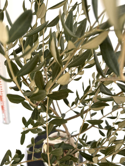 NEWマンザニロ（オリーブの木）｜Sサイズ｜NO.10721｜約125cm｜ 人気・大実・初心者向き