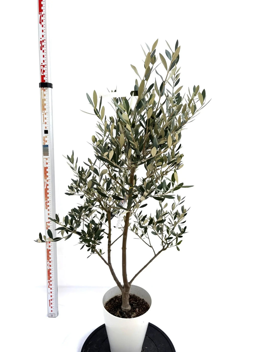 オリーブの木　ミッション　/ 653 オリーブの木 ミッション / 653 【楽天市場】現品 オリーブの木