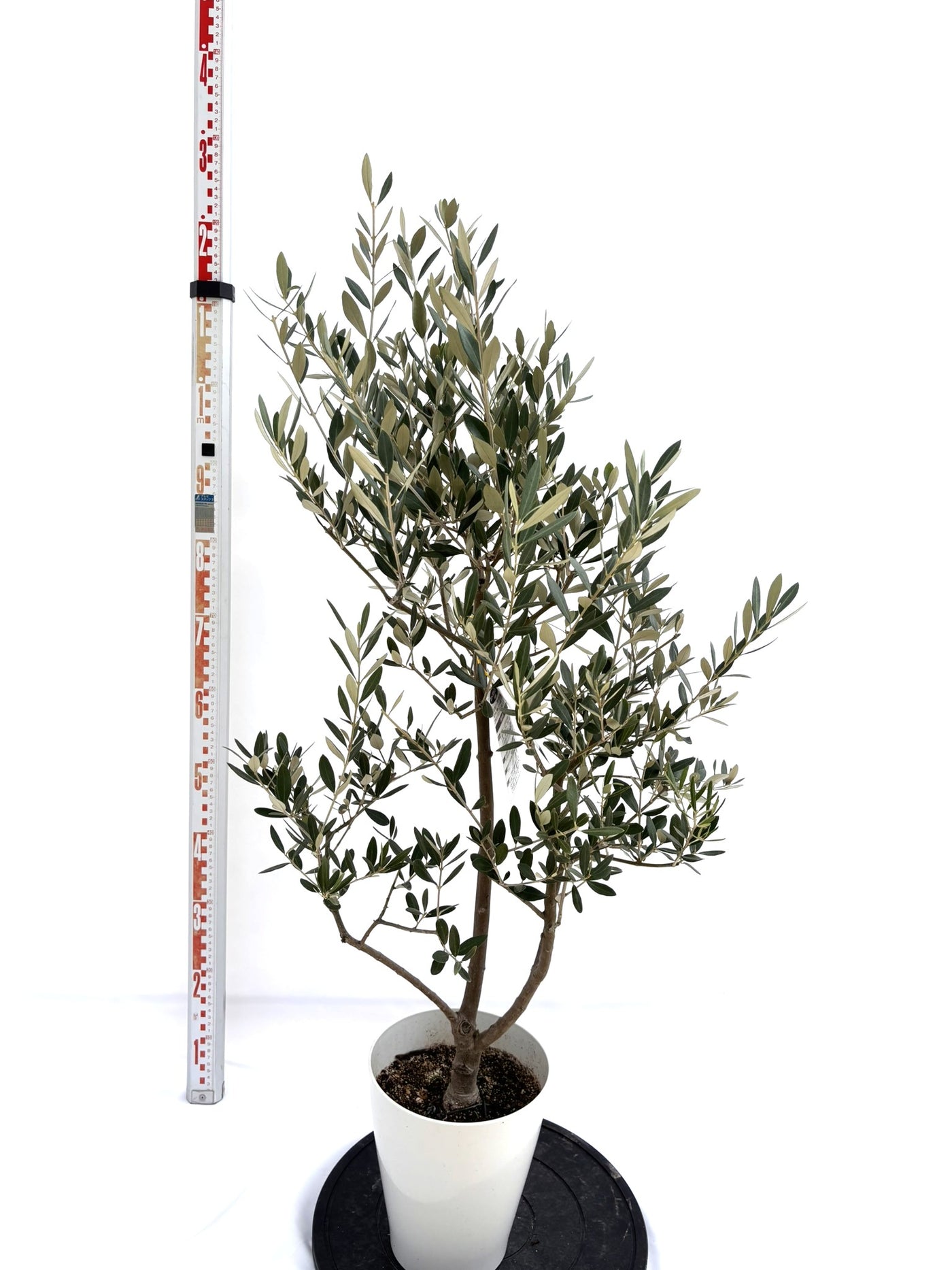 NEWミッション（オリーブの木）｜Sサイズ｜NO.10722｜約120cm｜人気・直立型・シンボルツリー向き