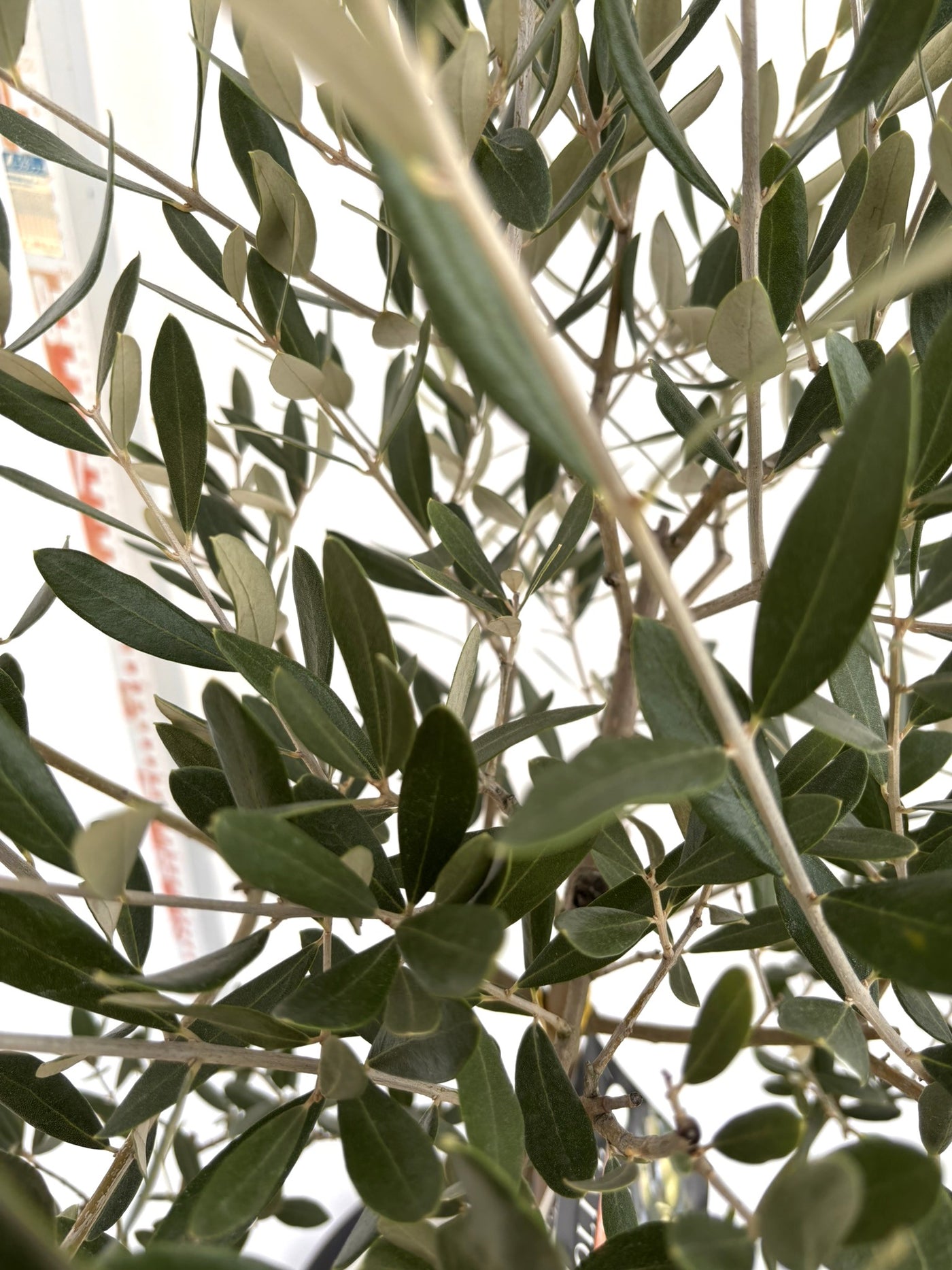 NEWミッション（オリーブの木）｜Sサイズ｜NO.10722｜約120cm｜人気・直立型・シンボルツリー向き