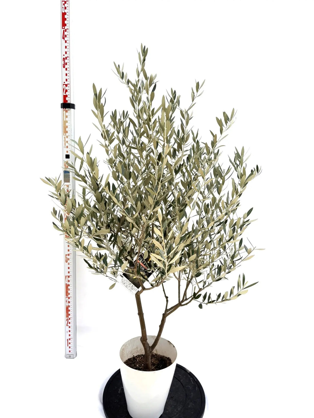 NEWミッション（オリーブの木）｜Sサイズ｜NO.10723｜約130cm｜人気