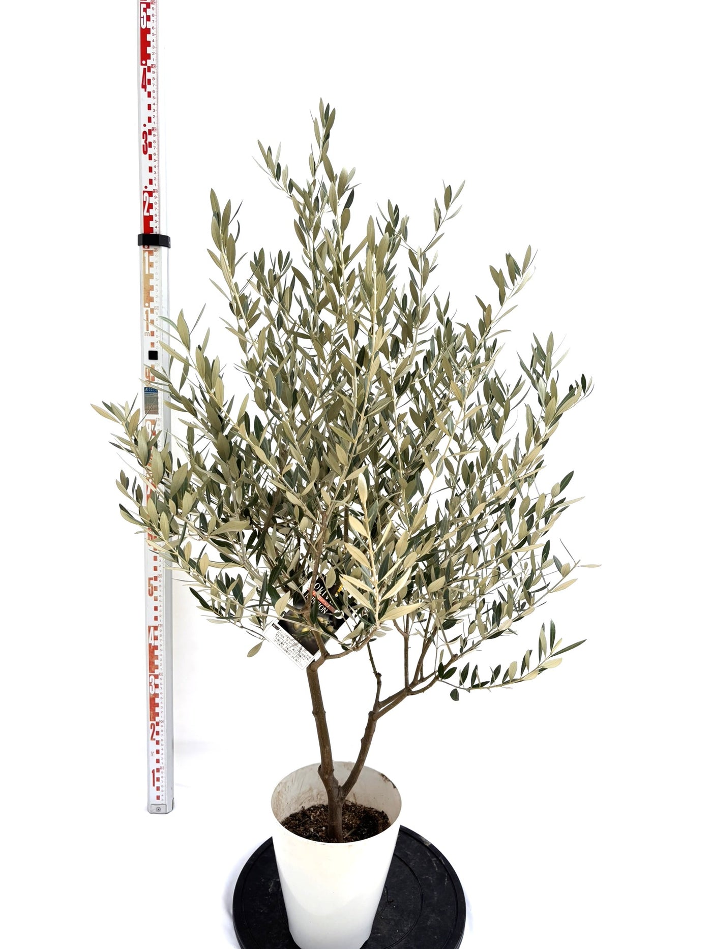 NEWミッション（オリーブの木）｜Sサイズ｜NO.10723｜約130cm｜人気・直立型・シンボルツリー向き