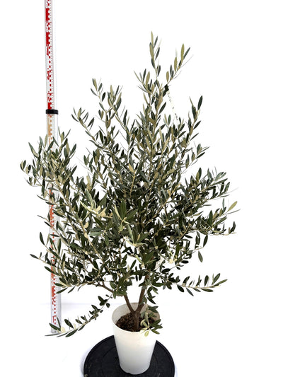 NEWミッション（オリーブの木）｜Sサイズ｜NO.10723｜約130cm｜人気・直立型・シンボルツリー向き