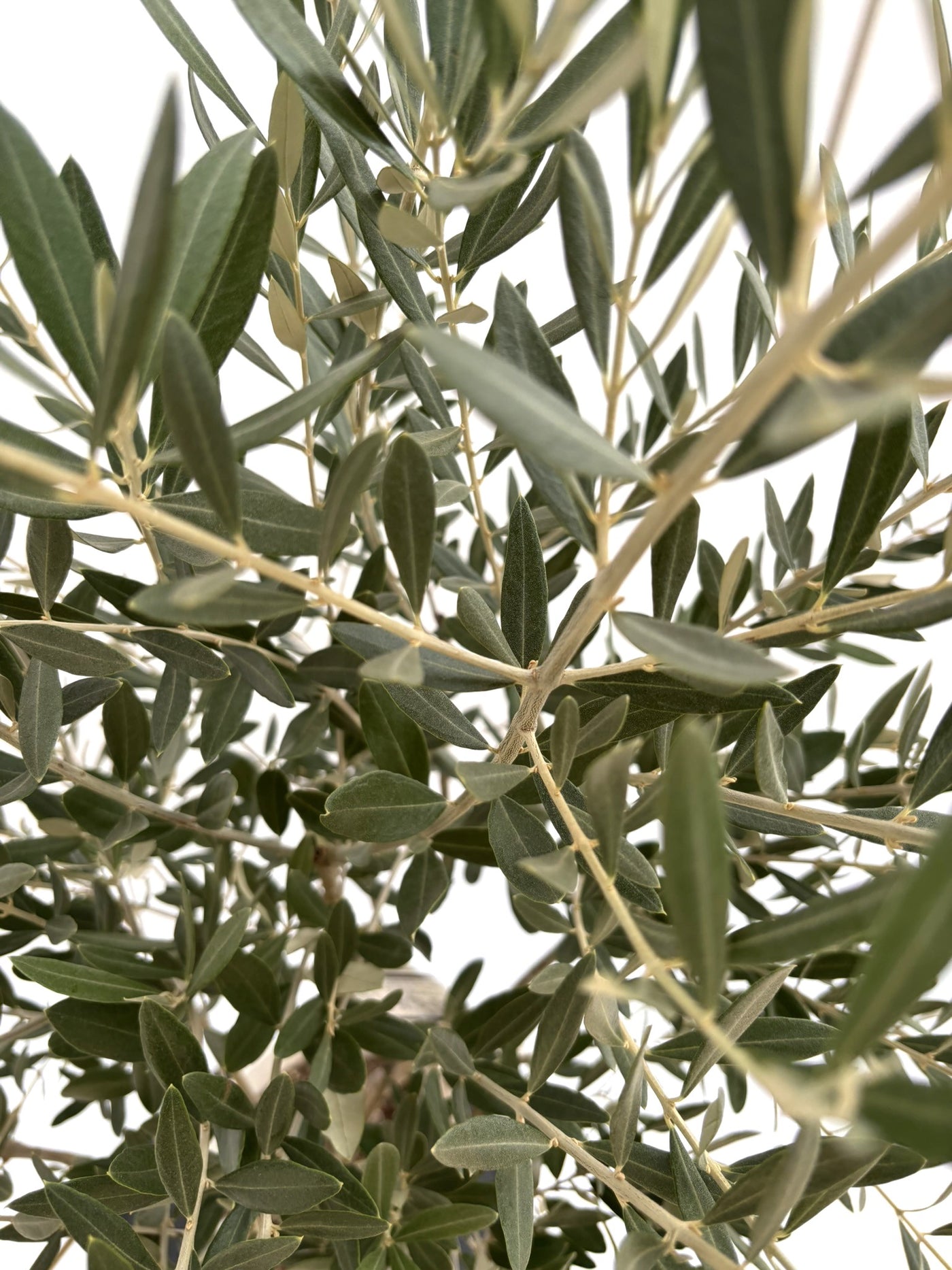 NEWミッション（オリーブの木）｜Sサイズ｜NO.10723｜約130cm｜人気・直立型・シンボルツリー向き