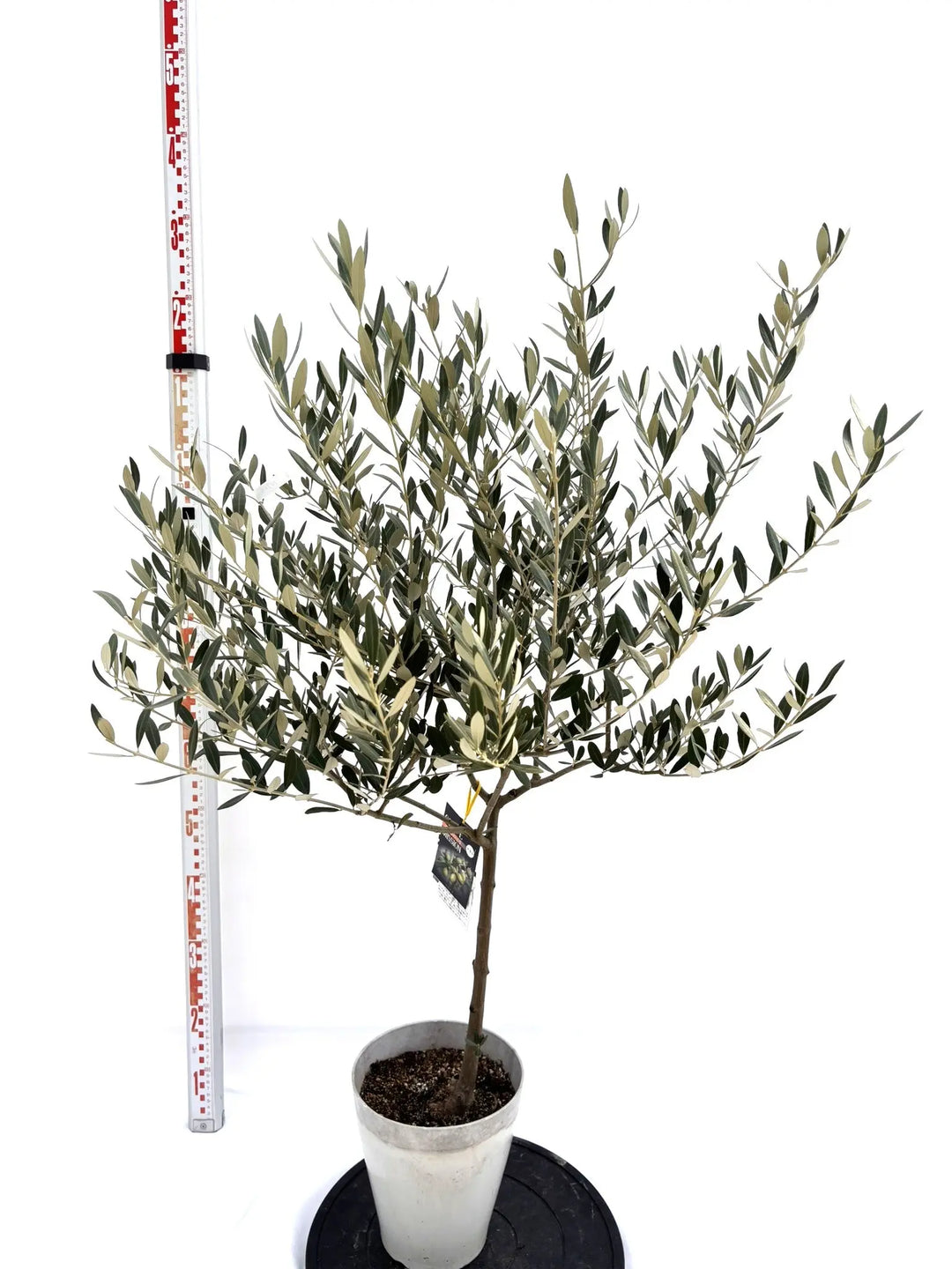 (引取り限定)オリーブの木 オリーブの木 【引き取り限定】 オリーブの木専門店 鶴亀園｜シンボル