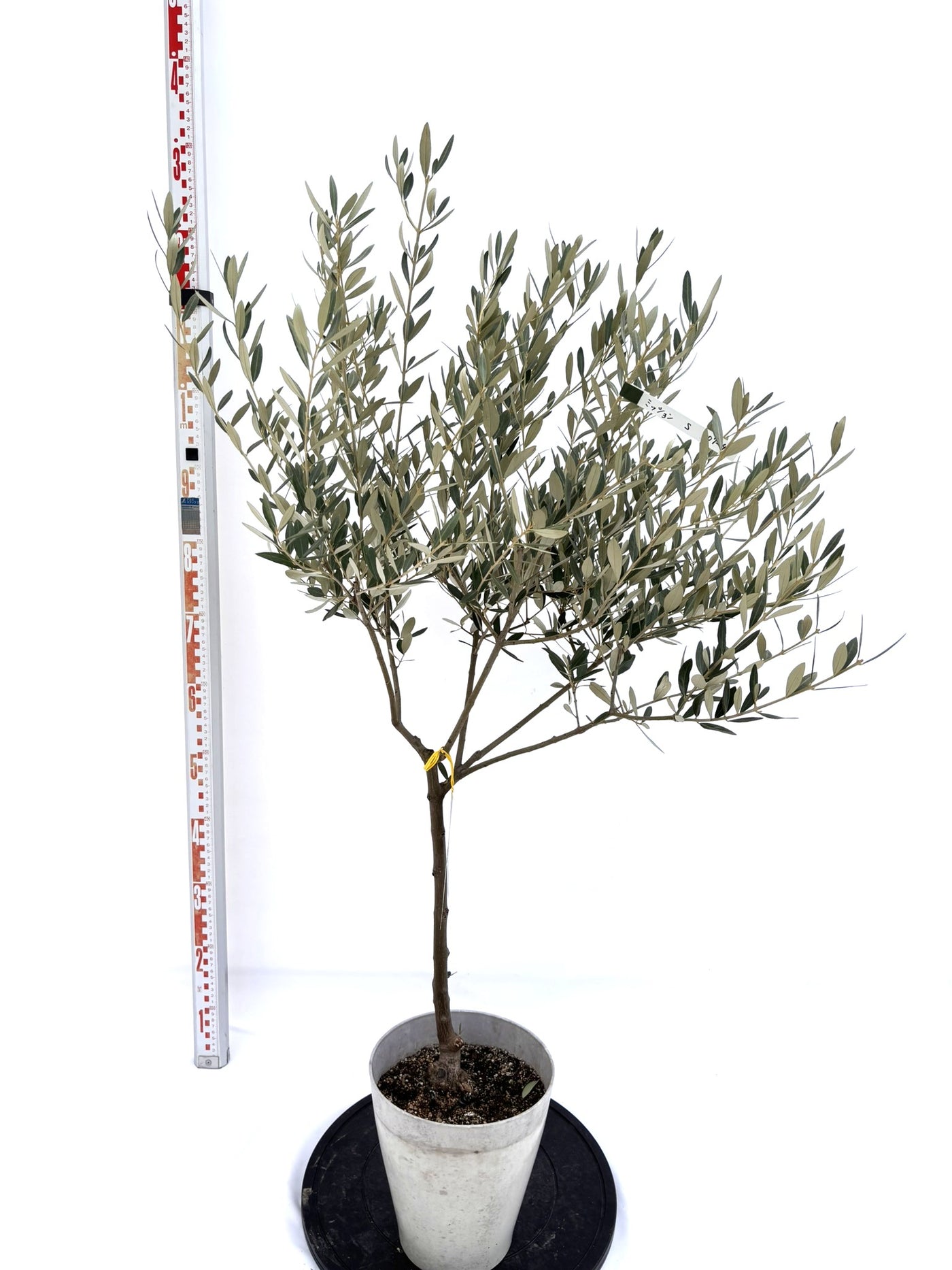 NEWミッション（オリーブの木）｜Sサイズ｜NO.10724｜約125cm｜人気・直立型・シンボルツリー向き