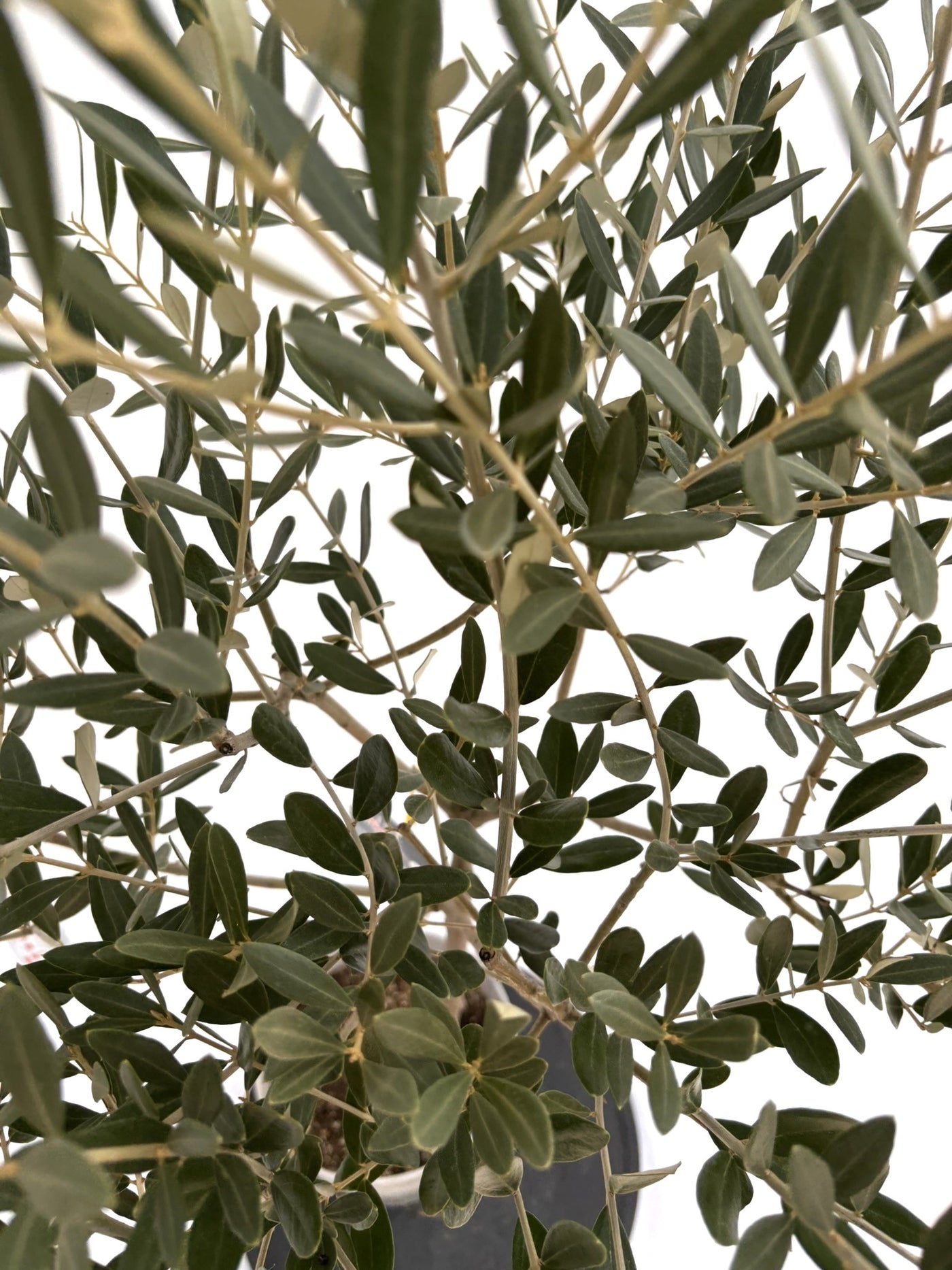 NEWミッション（オリーブの木）｜Sサイズ｜NO.10724｜約125cm｜人気・直立型・シンボルツリー向き