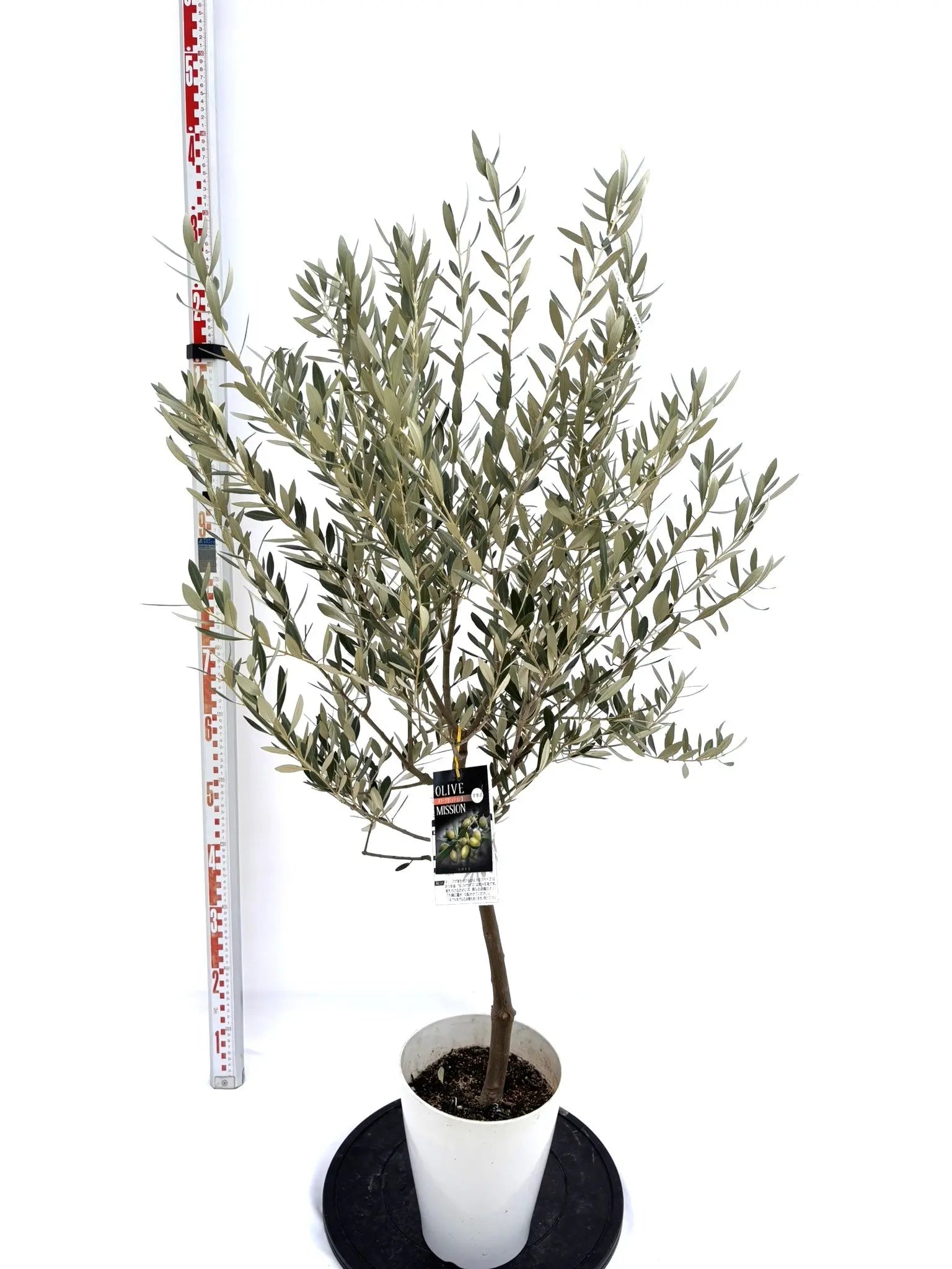 3 オリーブの木　ミッション NEWミッション（オリーブの木）｜Sサイズ｜NO.10725｜約135cm｜人気