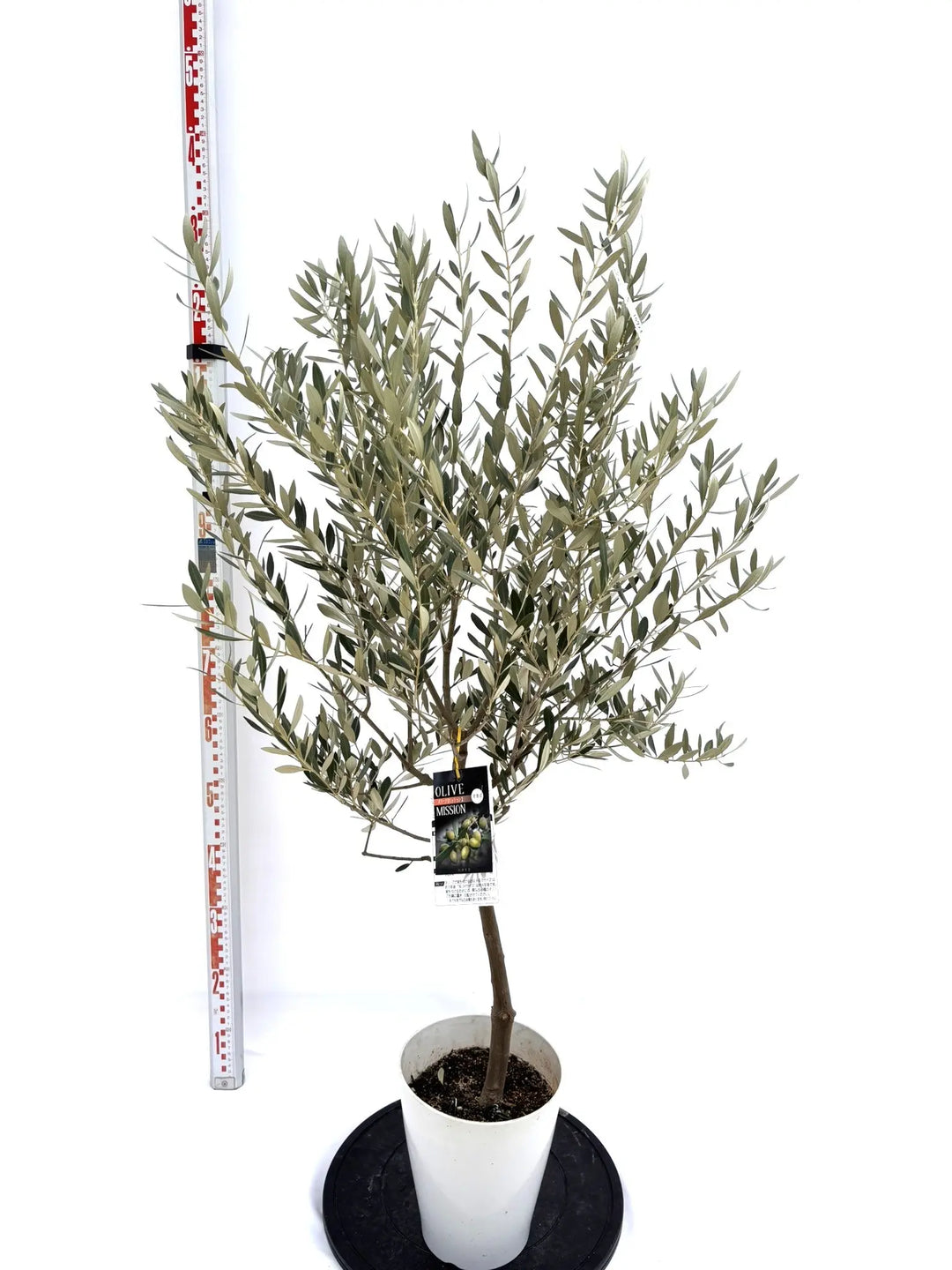 NEWミッション（オリーブの木）｜Sサイズ｜NO.10725｜約135cm｜人気