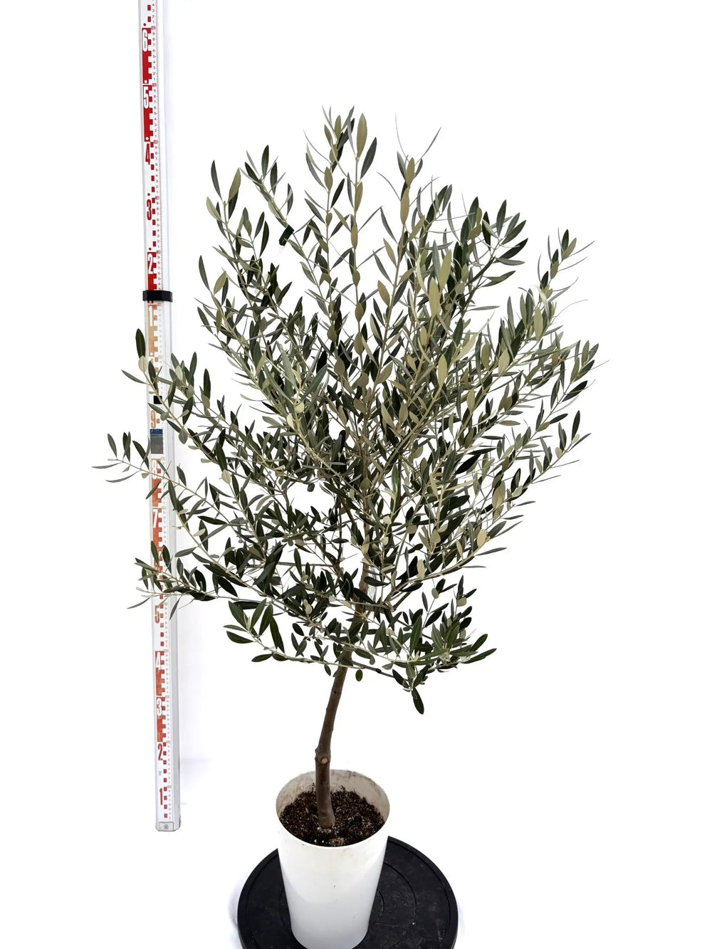 オリーブの木　ミッション　7号　約135cm　NO.725　ベータキューブ付き オリーブの木（全商品）｜写真の木をそのままお届け［現品販売］｜鶴亀