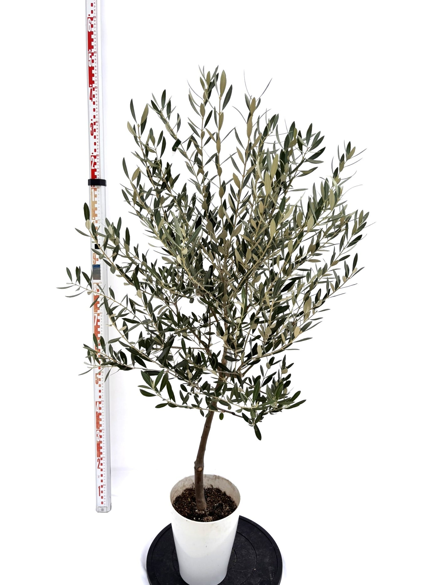 NEWミッション（オリーブの木）｜Sサイズ｜NO.10725｜約135cm｜人気・直立型・シンボルツリー向き