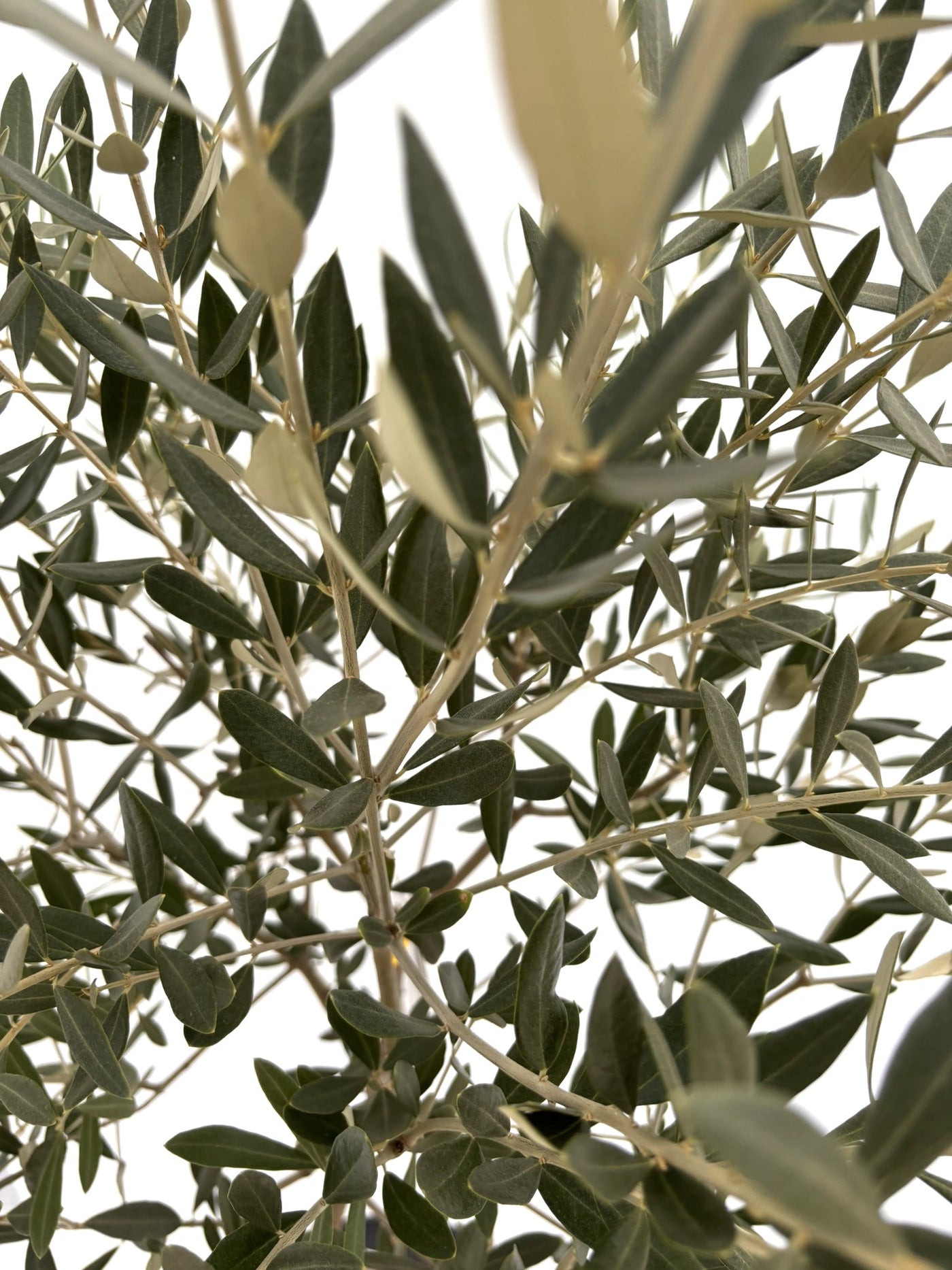 NEWミッション（オリーブの木）｜Sサイズ｜NO.10725｜約135cm｜人気・直立型・シンボルツリー向き