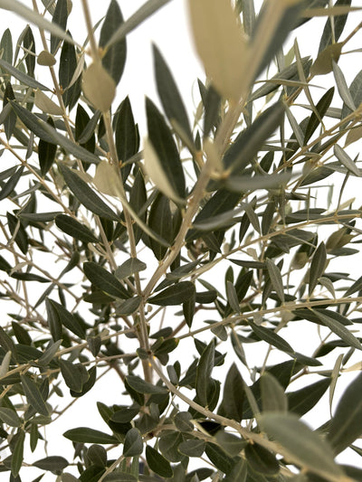 NEWミッション（オリーブの木）｜Sサイズ｜NO.10725｜約135cm｜人気・直立型・シンボルツリー向き