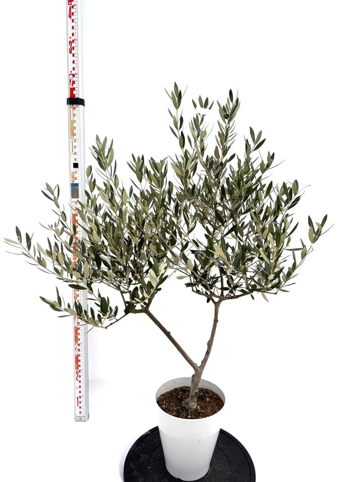 オリーブの木　盆栽 47def763efba67d4db68d843361f69