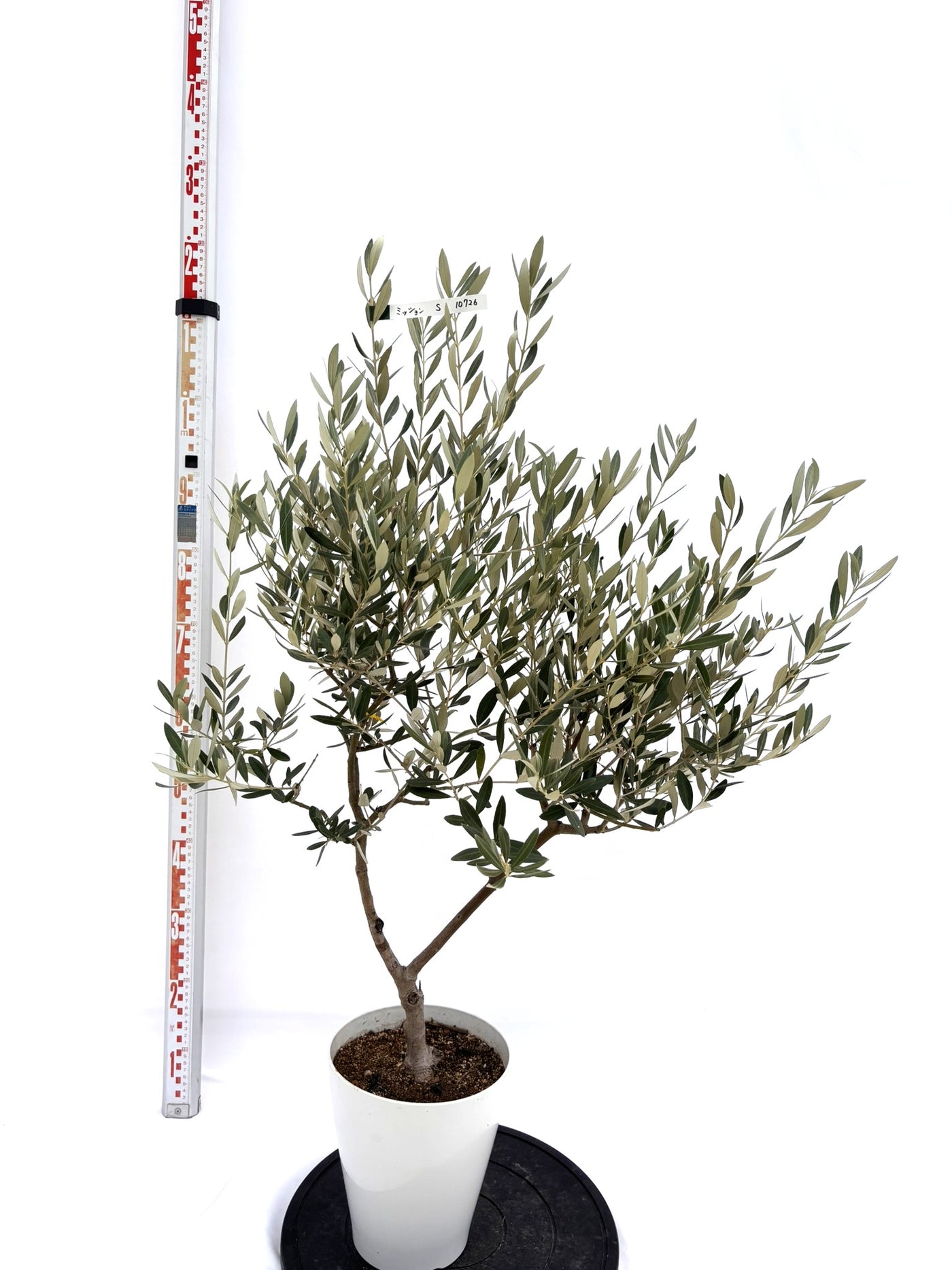 NEWミッション（オリーブの木）｜Sサイズ｜NO.10726｜約115cm｜人気・直立型・シンボルツリー向き