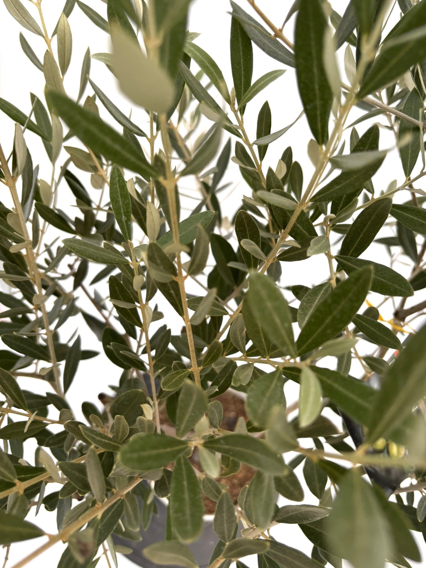 NEWミッション（オリーブの木）｜Sサイズ｜NO.10726｜約115cm｜人気・直立型・シンボルツリー向き