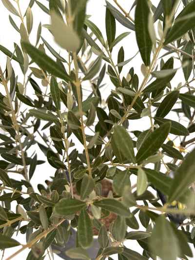 NEWミッション（オリーブの木）｜Sサイズ｜NO.10726｜約115cm｜人気・直立型・シンボルツリー向き
