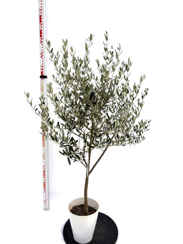 NEWルッカ（オリーブの木）｜Sサイズ｜NO.10727｜約135cm｜人気・寒冷地OK・初心者向け