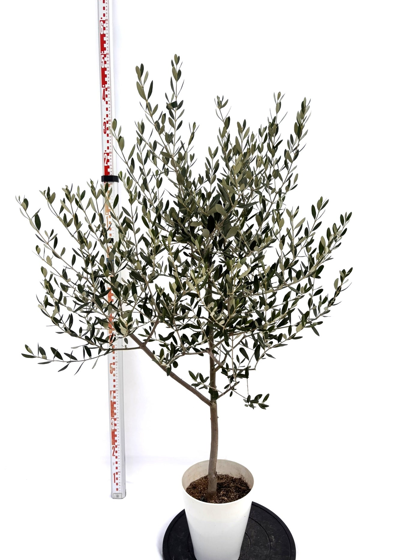 NEWルッカ（オリーブの木）｜Sサイズ｜NO.10727｜約135cm｜人気・寒冷地OK・初心者向け