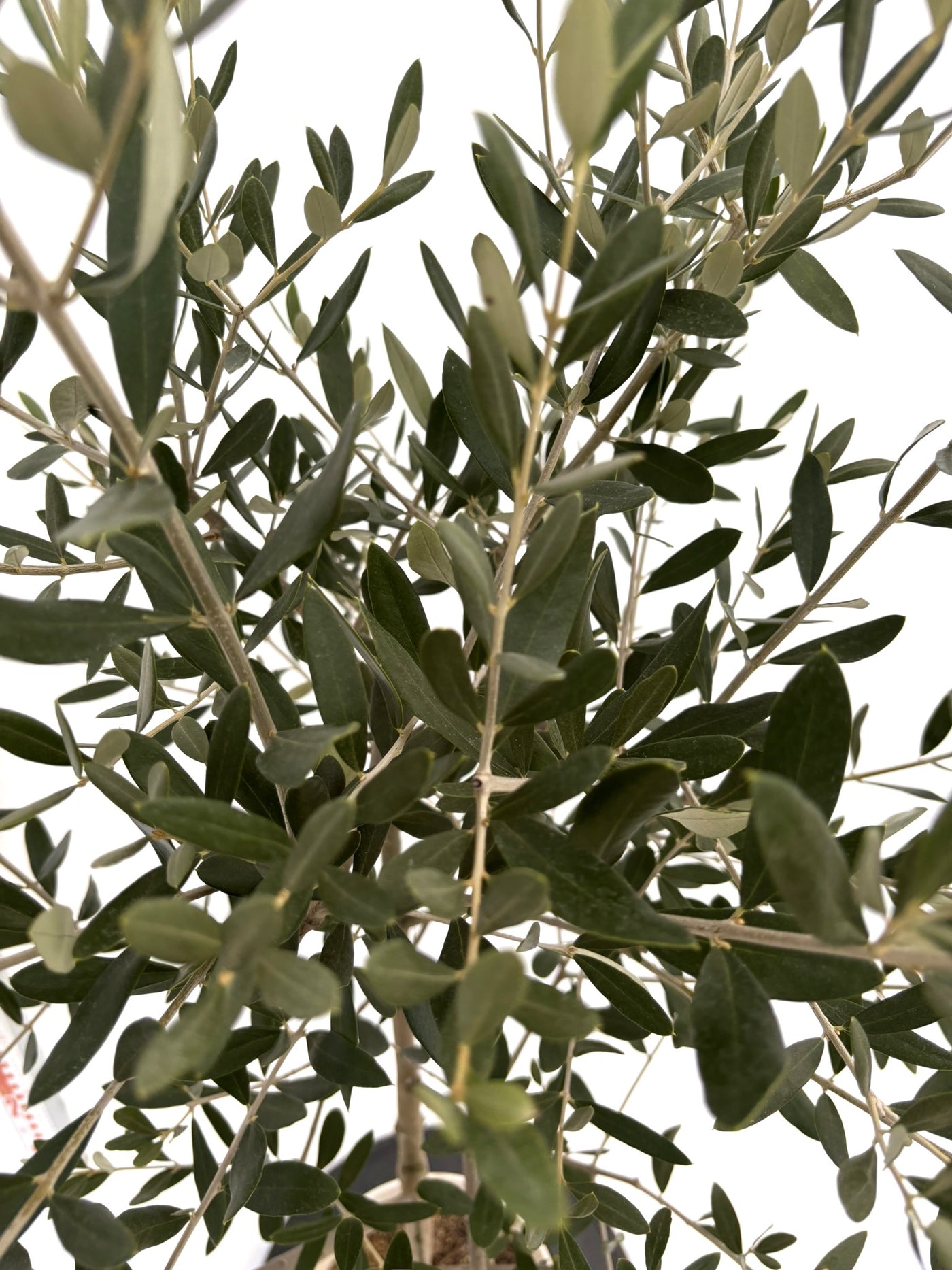 NEWルッカ（オリーブの木）｜Sサイズ｜NO.10727｜約135cm｜人気・寒冷地OK・初心者向け