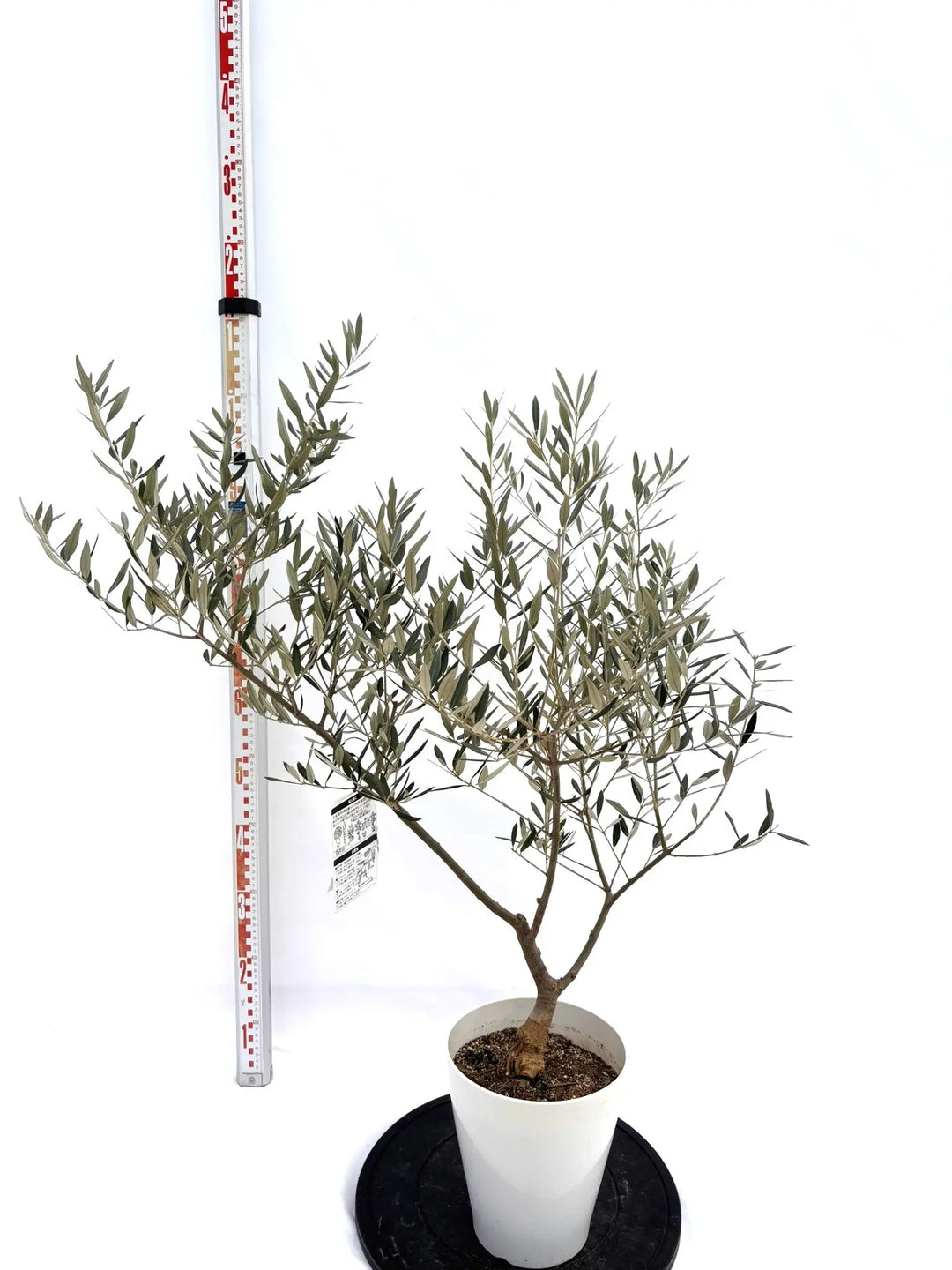 NEWピクアル（オリーブの木）｜Sサイズ｜NO.10728｜約90cm｜人気・銀葉