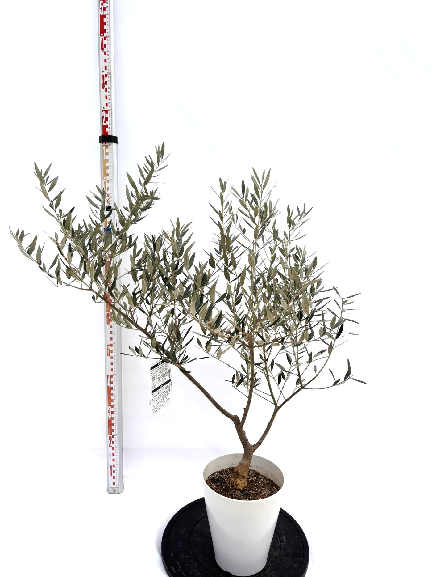 NEWピクアル（オリーブの木）｜Sサイズ｜NO.10728｜約105cm｜人気・銀葉・自家受粉