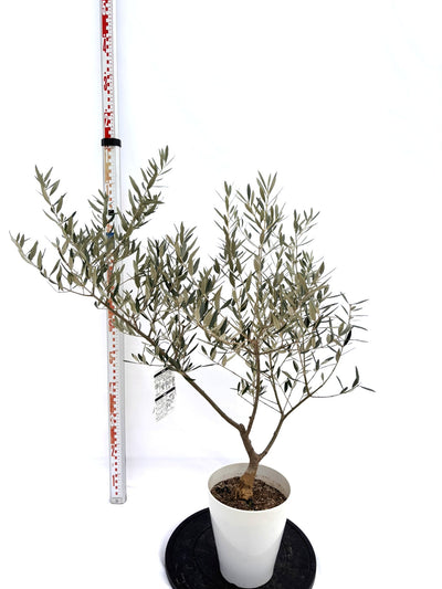 NEWピクアル（オリーブの木）｜Sサイズ｜NO.10728｜約105cm｜人気・銀葉・自家受粉