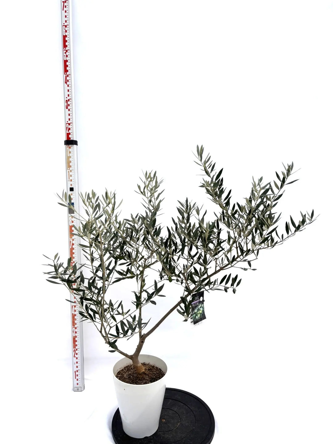 2025年最新】オリーブの木 ピクアルの人気アイテム - メルカリ