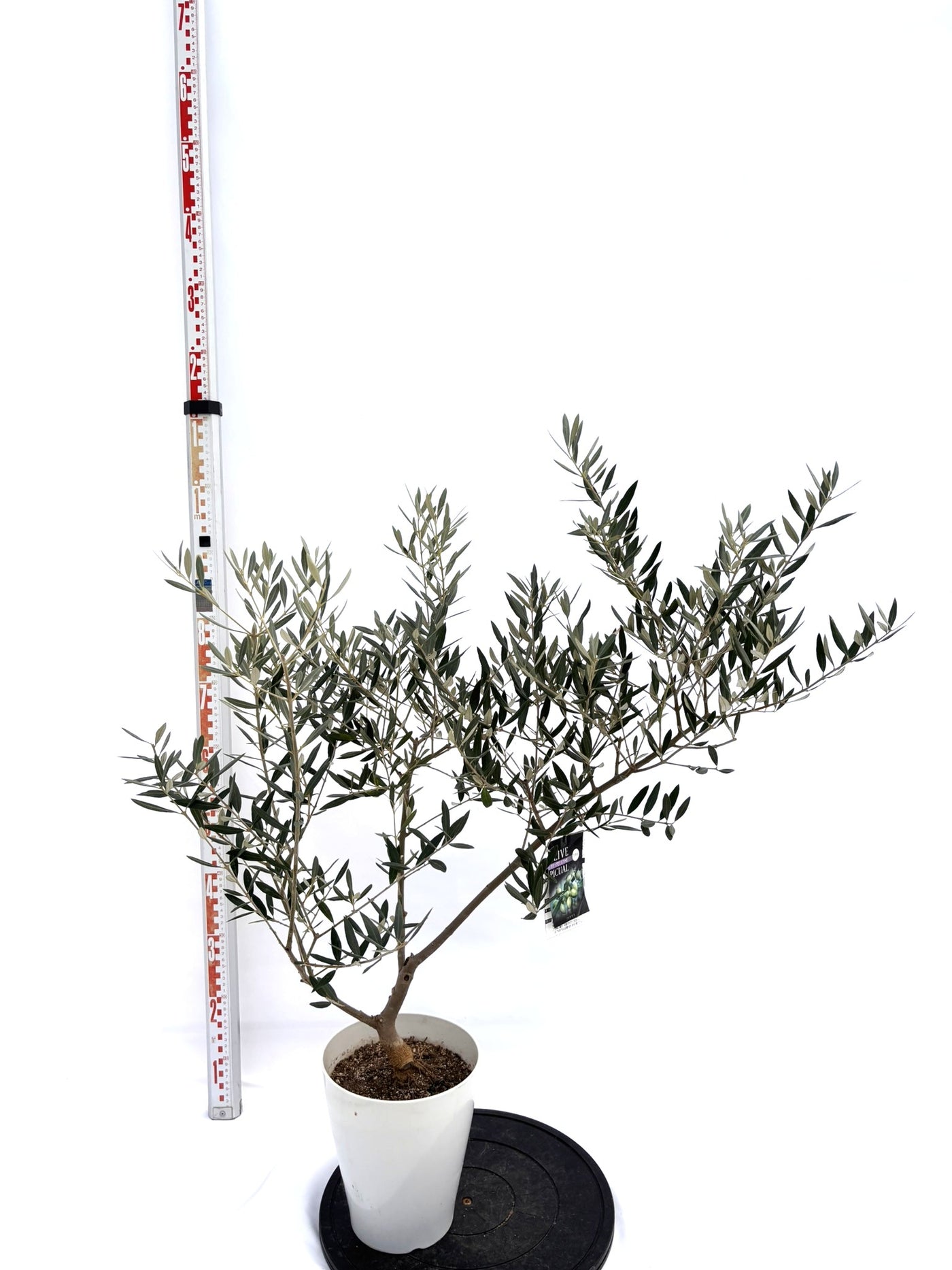 NEWピクアル（オリーブの木）｜Sサイズ｜NO.10728｜約105cm｜人気・銀葉・自家受粉