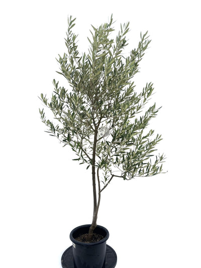 NEWシプレシーノ（オリーブの木）｜Mサイズ｜NO.10731｜約165cm｜人気・初心者・シンボルツリー向き