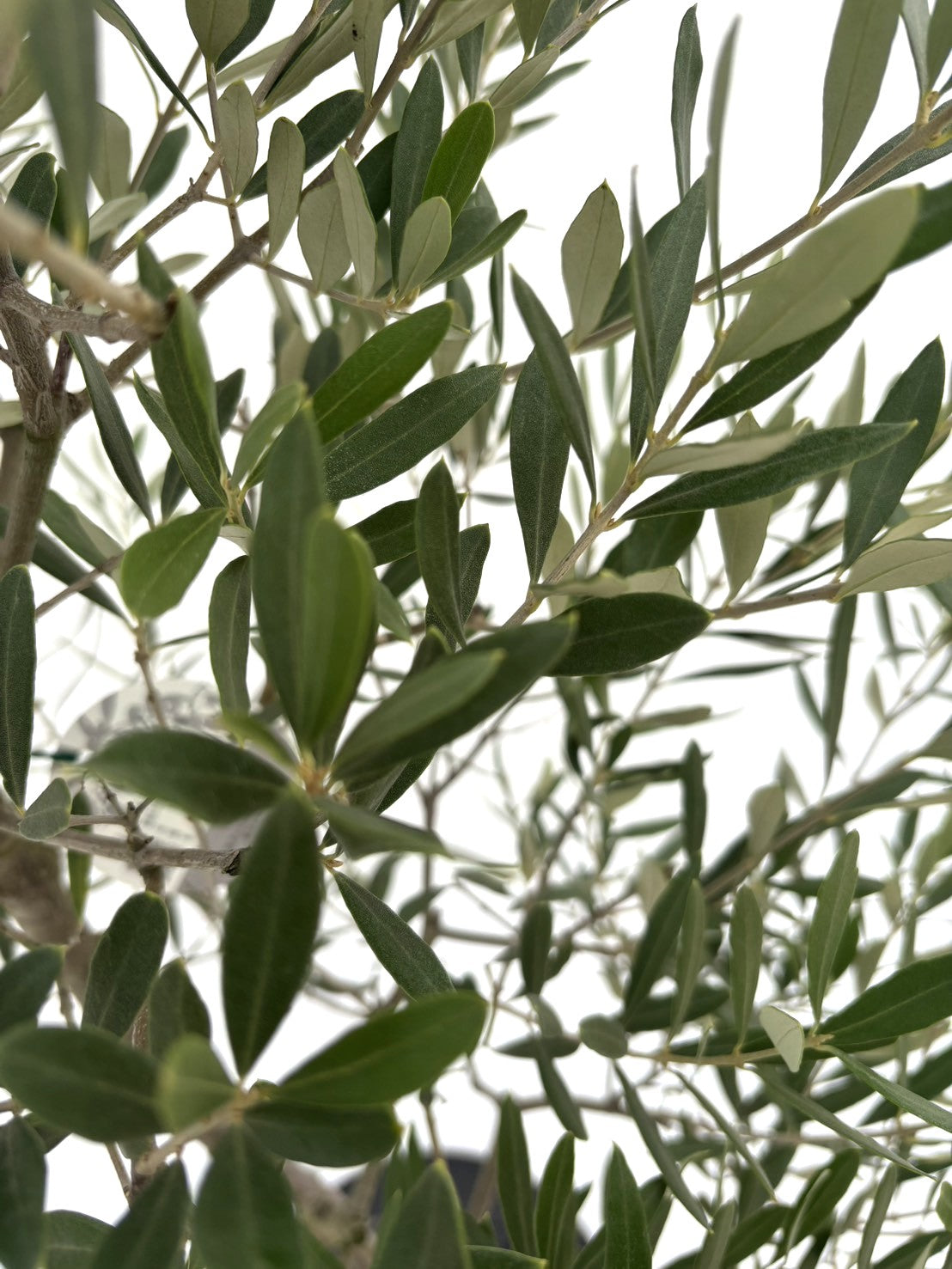 NEWシプレシーノ（オリーブの木）｜Mサイズ｜NO.10731｜約165cm｜人気・初心者・シンボルツリー向き