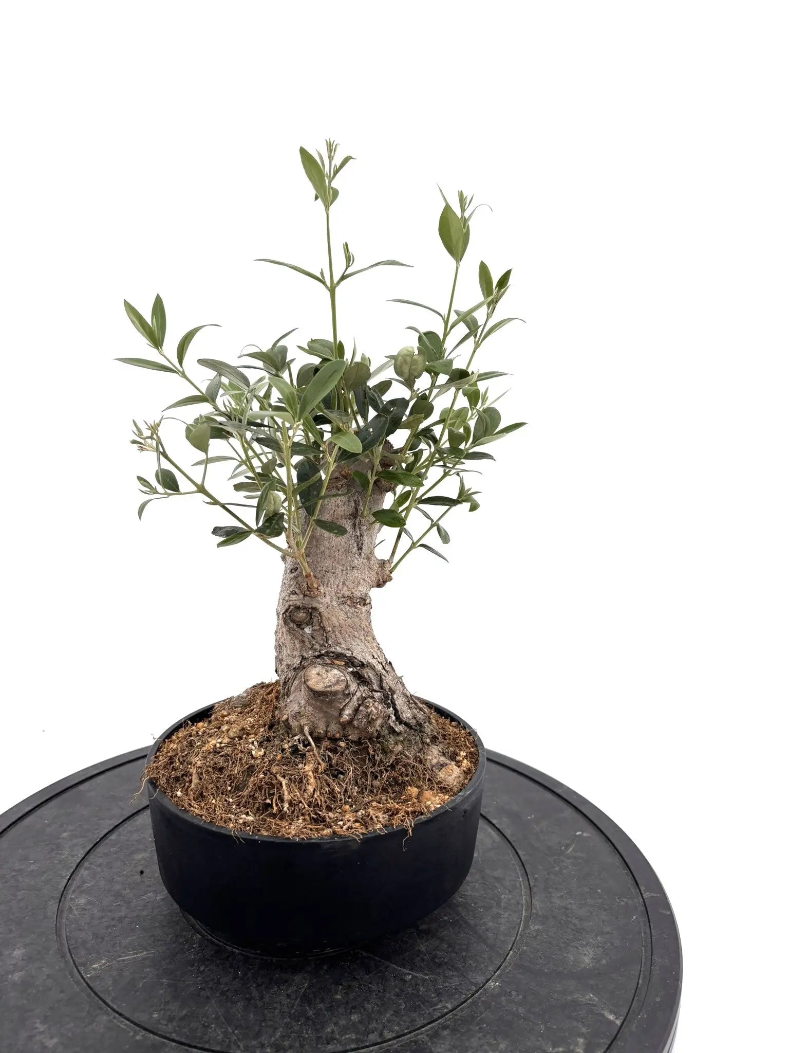 オリーブの木　ラキーノ　太幹　植物　盆栽　インテリア オリーブの木 ラキーノ 太幹 植物 盆栽 インテリア オリーブの木