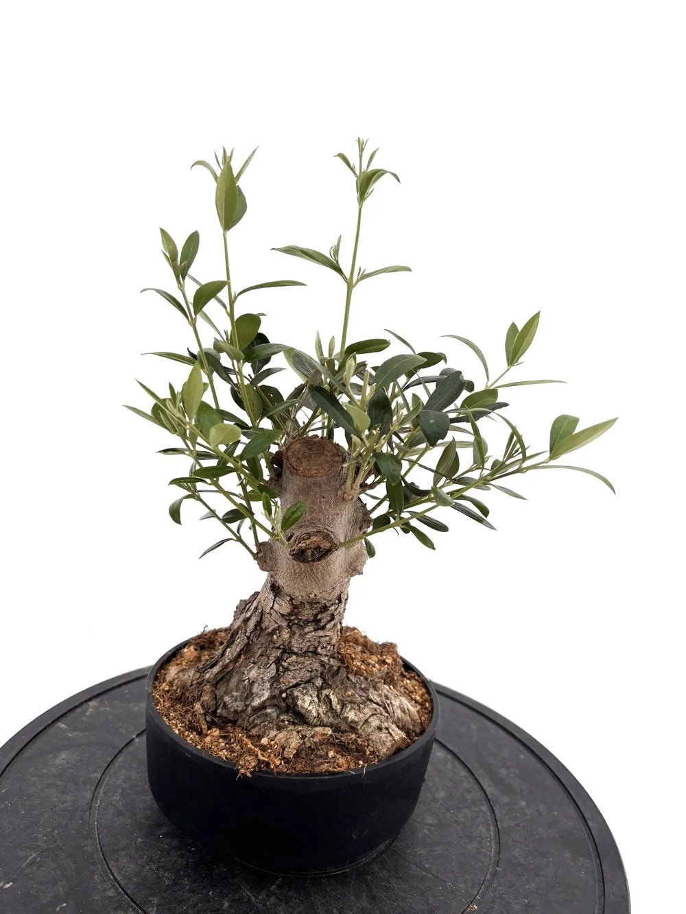 盆栽風オリーブの木 - 株式会社鶴亀園