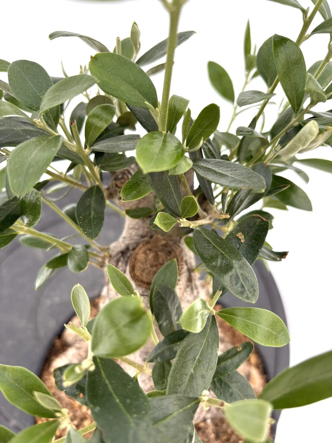 オリーブの木 タジャスカ 盆栽風 6号 約45cm 現品販売 盆栽風オリーブ｜XSサイズ（6号）｜No.10730｜太幹の現品販売｜鶴亀園