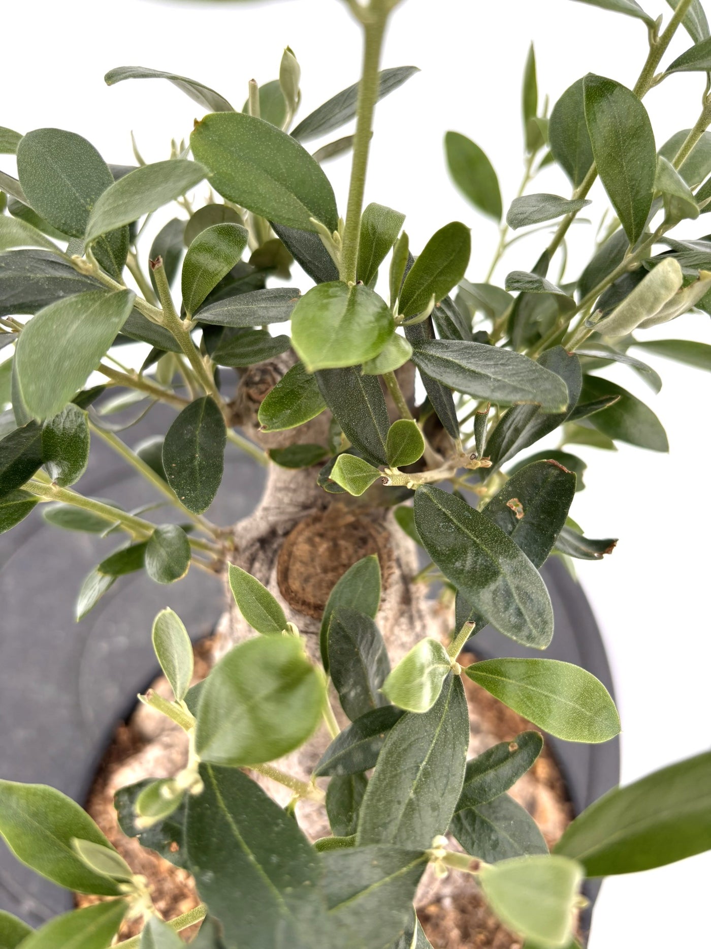 盆栽風オリーブ｜XSサイズ（6号）｜No.10730｜ミッション｜