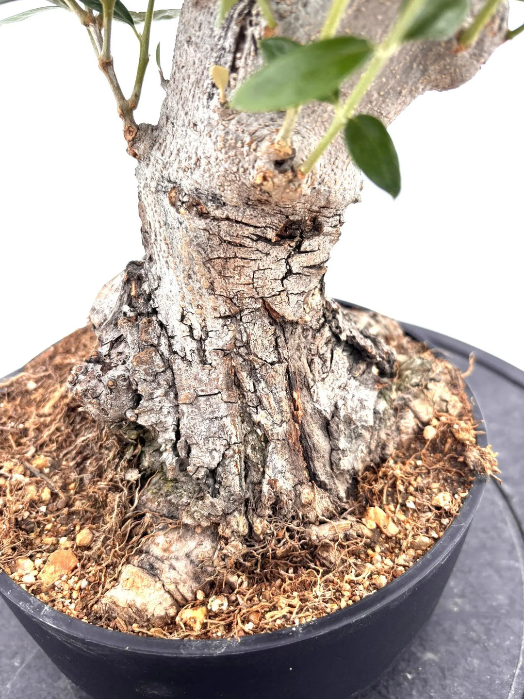 古いオリーブ盆栽 盆栽風オリーブ｜XSサイズ（6号）｜No.10730｜太幹の現品販売｜鶴亀園