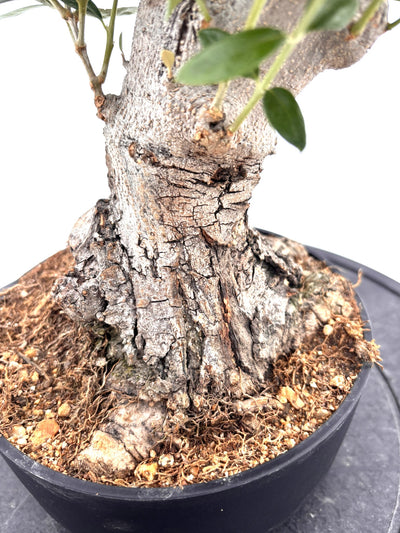 盆栽風オリーブ｜XSサイズ（6号）｜No.10730｜ミッション｜