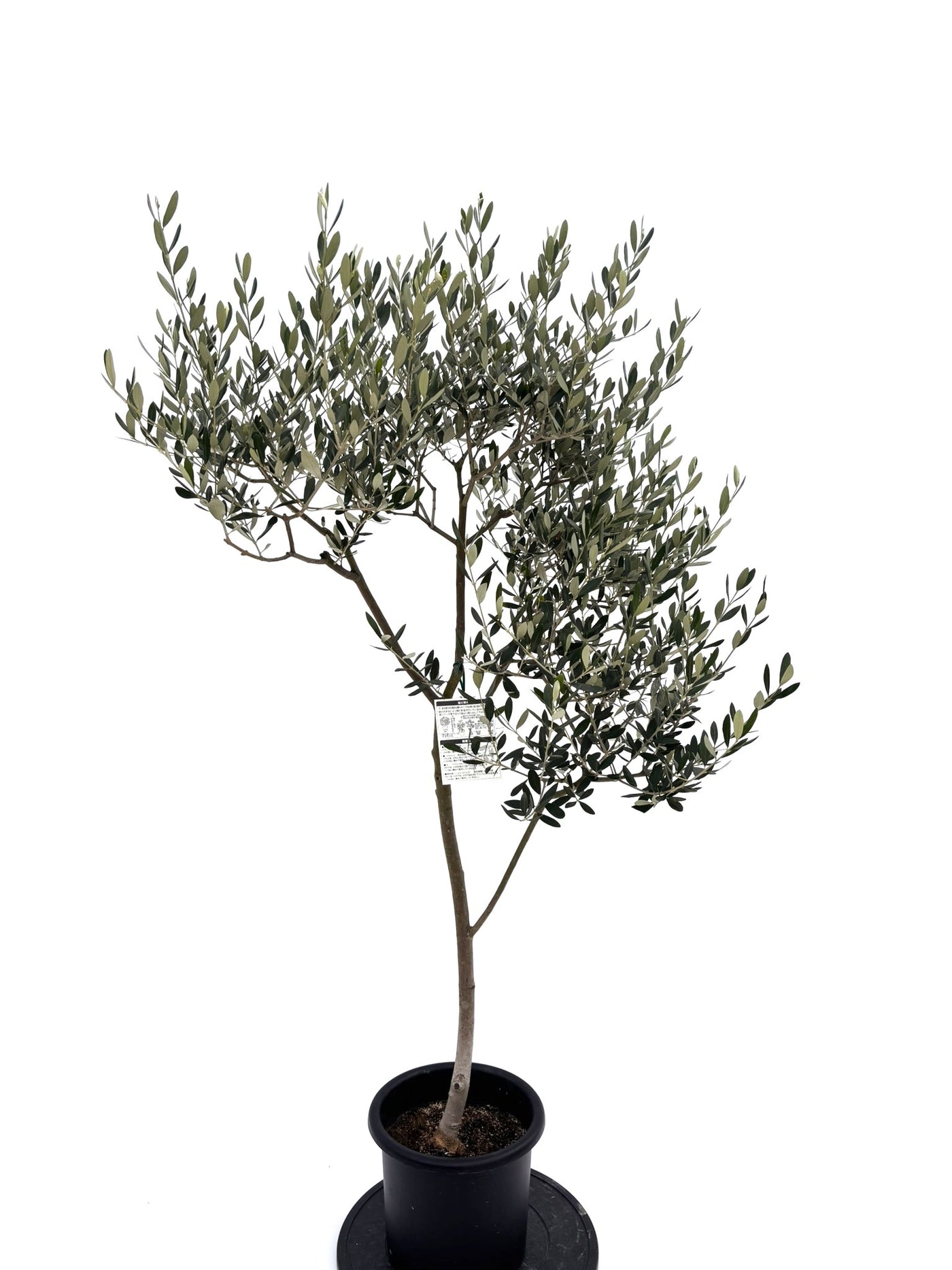 NEWルッカ（オリーブの木）｜Mサイズ｜NO.10732｜約150cm｜人気・寒冷地OK・初心者向き