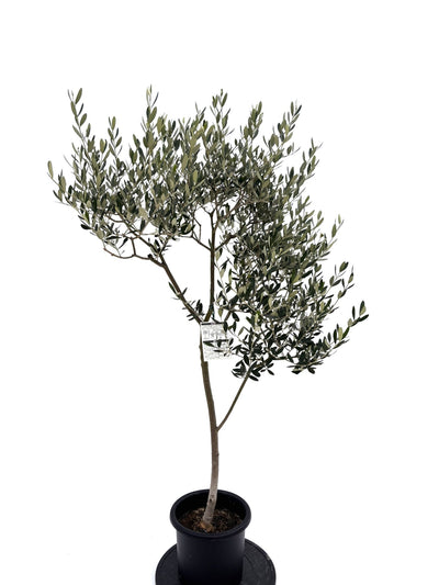 NEWルッカ（オリーブの木）｜Mサイズ｜NO.10732｜約150cm｜人気・寒冷地OK・初心者向き