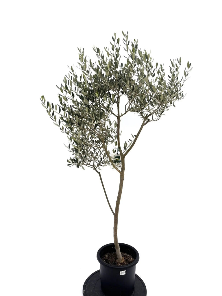 オリーブの木 ルッカ 10号 約175cm NO.582 人気品種 一点物 オリーブの