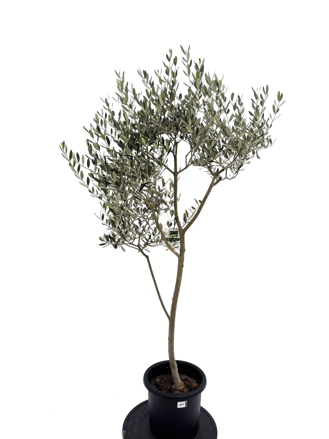 NEWルッカ（オリーブの木）｜Mサイズ｜NO.10732｜約150cm｜人気・寒冷地OK・初心者向き