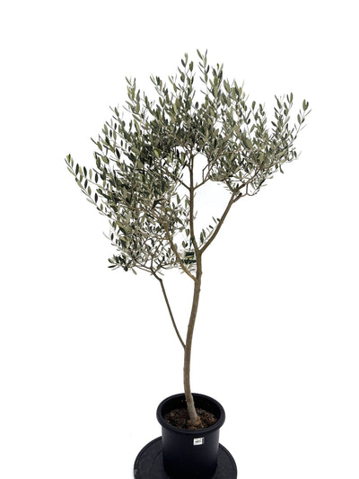 NEWルッカ（オリーブの木）｜Mサイズ｜NO.10732｜約150cm｜人気・寒冷地OK・初心者向き