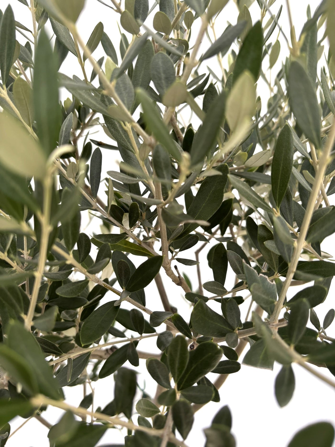 NEWルッカ（オリーブの木）｜Mサイズ｜NO.10732｜約150cm｜人気・寒冷地OK・初心者向き