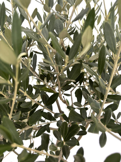 NEWルッカ（オリーブの木）｜Mサイズ｜NO.10732｜約150cm｜人気・寒冷地OK・初心者向き