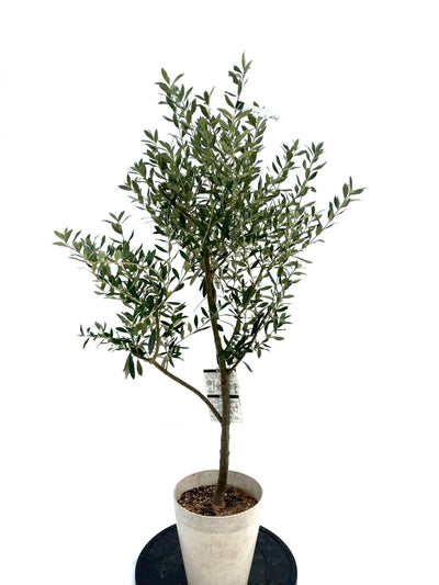 NEWシプレシーノ（オリーブの木）｜Sサイズ｜NO.10733｜約115cm｜人気・初心者向き・シンボルツリー向き 株式会社鶴亀園