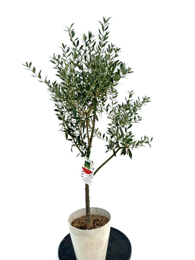 NEWシプレシーノ（オリーブの木）｜Sサイズ｜NO.10733｜約115cm｜人気・初心者向き・シンボルツリー向き 株式会社鶴亀園