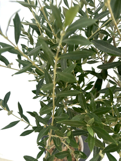 NEWシプレシーノ（オリーブの木）｜Sサイズ｜NO.10733｜約115cm｜人気・初心者向き・シンボルツリー向き 株式会社鶴亀園